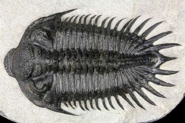 Spiny Delocare (Saharops) Trilobite - Bou Lachrhal, Morocco #161338